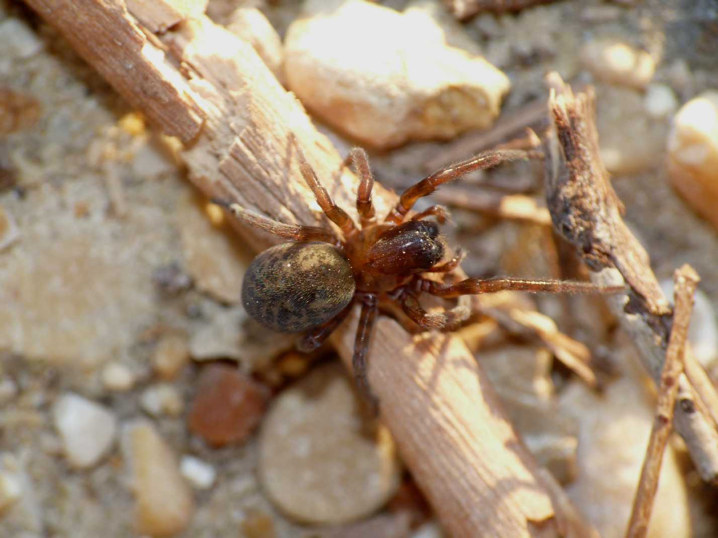 Amaurobius sp.